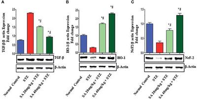 Sinapic Acid Ameliorates the Progression of Streptozotocin (STZ)-Induced Diabetic Nephropathy in Rats via NRF2/HO-1 Mediated Pathways